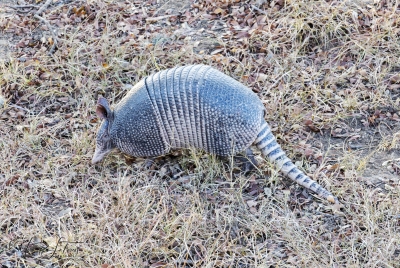 Armadillo March 2026